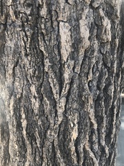 Liquidambar styraciflua