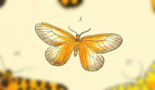 Anomoeotes levis