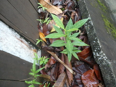 Cyrtophyllum fragrans