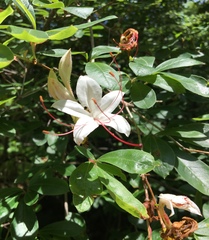 Rhododendron arborescens