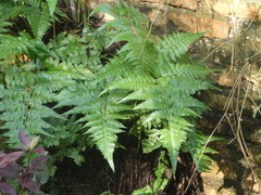 Davallia denticulata