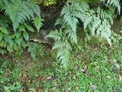 Davallia denticulata