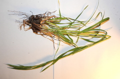 Bromus riparius