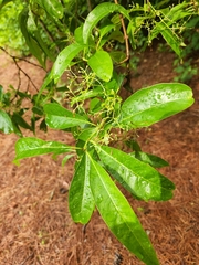 Chionanthus retusus