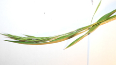 Bromus riparius