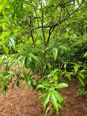 Chionanthus retusus