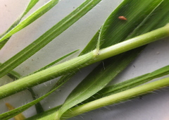Bromus riparius