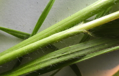 Bromus riparius