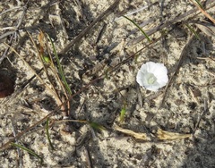 Stylisma patens angustifolia