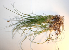 Carex praecox