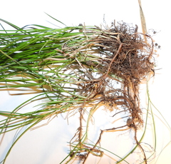Carex praecox
