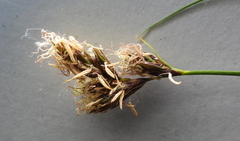 Carex praecox