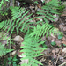 Northeastern Lady Fern - Photo (c) Liana May, some rights reserved (CC BY-NC), uploaded by Liana May