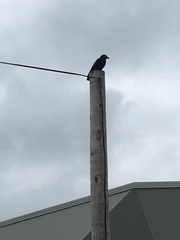 Corvus brachyrhynchos