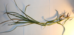 Carex hirta