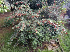 Callianthe megapotamica