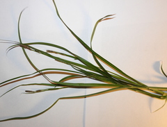 Carex hirta
