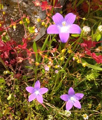 Campanula patula