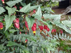 Callianthe megapotamica