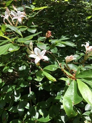 Rhododendron arborescens