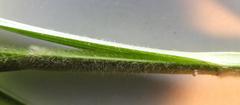 Carex hirta