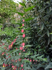 Callianthe megapotamica