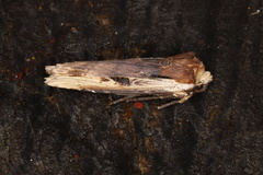 Xylena curvimacula