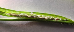 Carex hirta