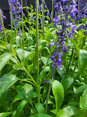 Salvia farinacea