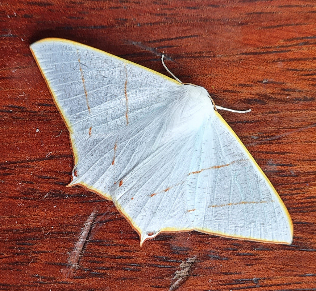 Ourapteryx margaritata