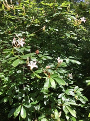 Rhododendron arborescens