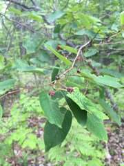 Amelanchier laevis