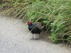 Phasianus versicolor