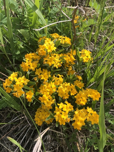 hoary puccoon
