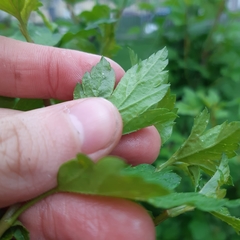 Physocarpus opulifolius