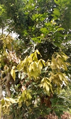 Cola laurifolia