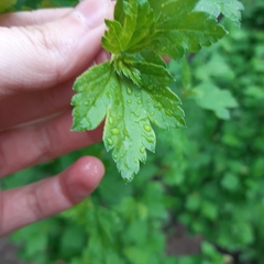 Physocarpus opulifolius