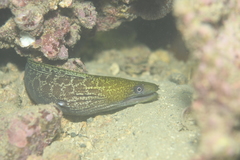 Gymnothorax undulatus