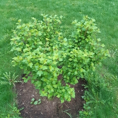 Physocarpus opulifolius