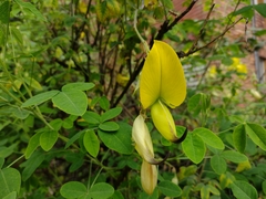 Crotalaria agatiflora