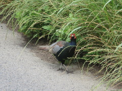 Phasianus versicolor