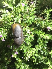 Dynastes septentrionalis