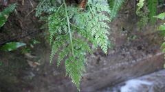 Asplenium ritoense