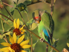 Agapornis roseicollis