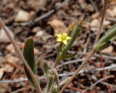 Mentzelia dispersa
