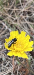 Panurgus dentipes