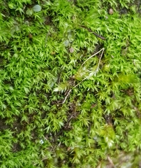 Dichodontium pellucidum