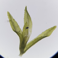 Dichodontium pellucidum