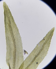 Dichodontium pellucidum