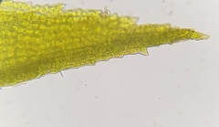 Dichodontium pellucidum